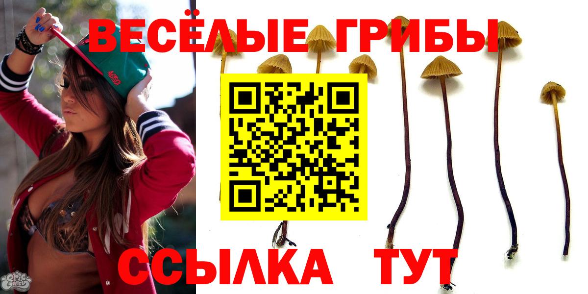 Псилоцибиновые грибы Psilocybine cubensis Городец