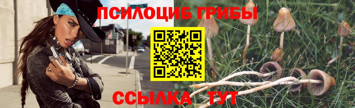 Псилоцибиновые грибы Psilocybe  Вход с VPN  Городец 